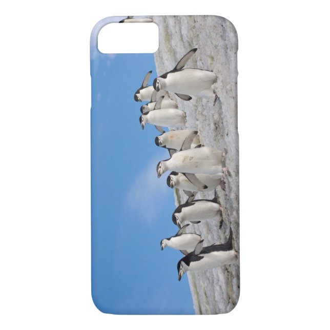Funda De Case-Mate Para iPhone Chinstrap Penguins | Pigoscelis Antártida (Reverso)