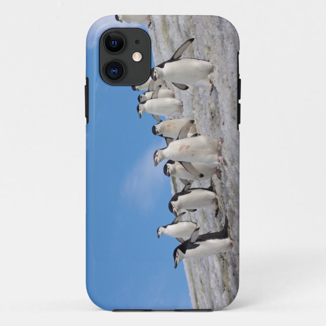 Funda De Case-Mate Para iPhone Chinstrap Penguins | Pigoscelis Antártida (Reverso)