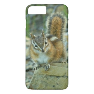title_seo2 Chipmunk en el Parque Nacional Glaciar