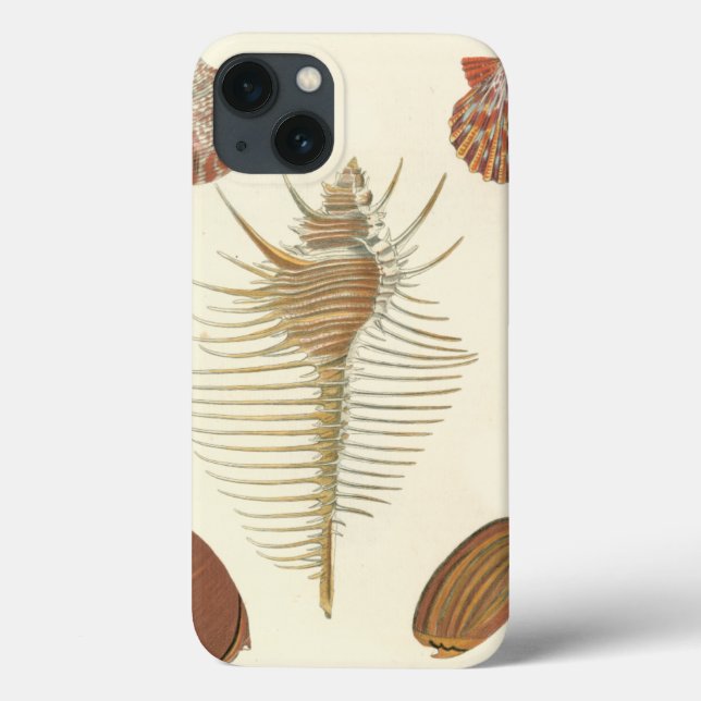 Funda De Case-Mate Para iPhone Cinco de una especie de conchas marinas (Reverso)