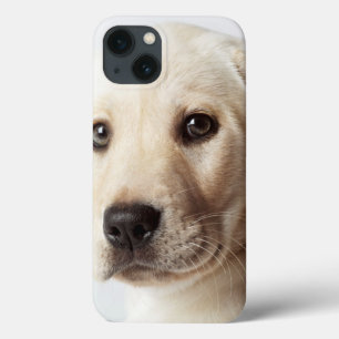 Funda Para iPhone 13 Clausura de los Cachorros del Labrador Dorado