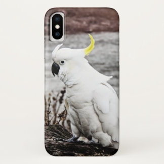 title_seo2 Cockatoo Azufre-Con cresta