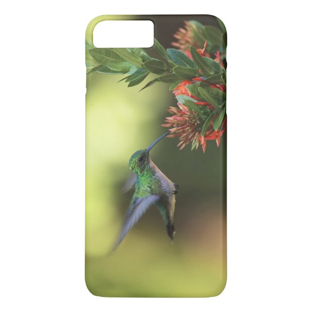 Funda De Case-Mate Para iPhone Colibrí (Reverso)