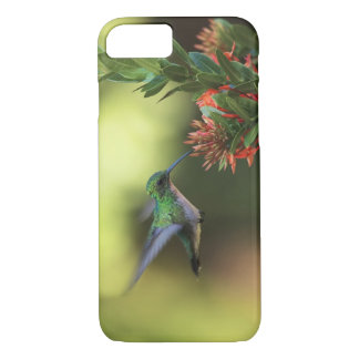 title_seo2 Colibrí