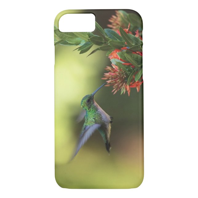 Funda De Case-Mate Para iPhone Colibrí (Reverso)