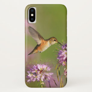 title_seo2 Colibrí