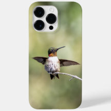 Colibrí de Garganta Rubí