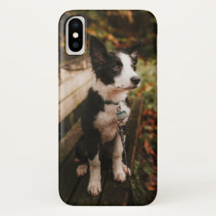 Funda Para iPhone X Collie de borde blanco y negro en el banco de parq
