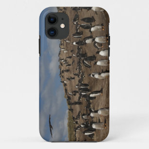 Funda Para iPhone 11 colonia de pingüino de Gentoo (Pygoscelis papua) e
