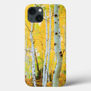 title_seo2 Colores de otoño de árboles de Aspen 1