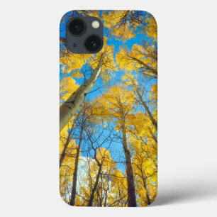 title_seo2 Colores de otoño de los árboles de Aspen 2