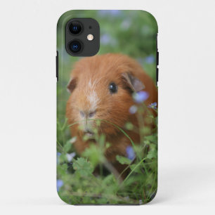Funda Para iPhone 11 Conejillo de Indias mimoso lindo del jengibre