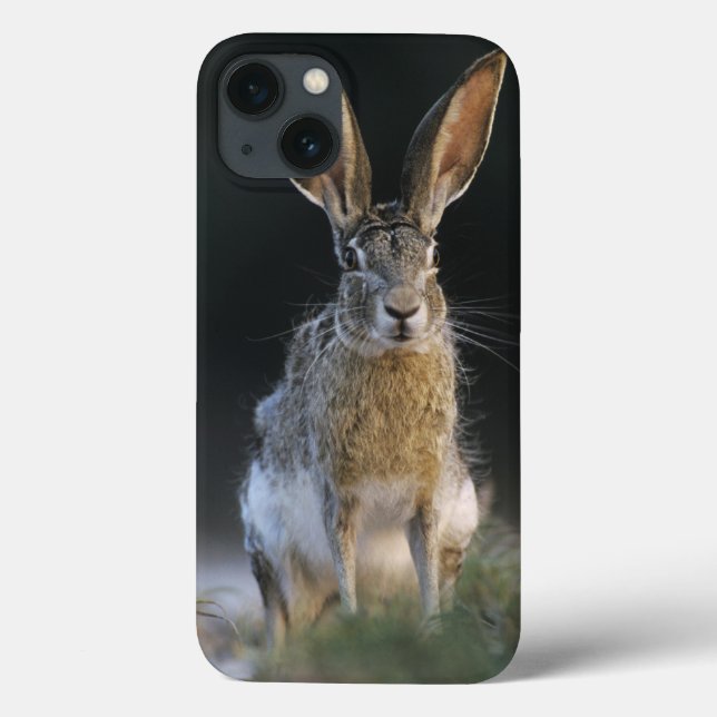 Funda De Case-Mate Para iPhone Conejo de cola negra, Lepus californicus, 2 (Reverso)