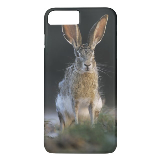 Funda De Case-Mate Para iPhone Conejo de cola negra, Lepus californicus, 2 (Reverso)