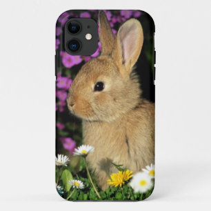 title_seo2 Conejo de Pascua