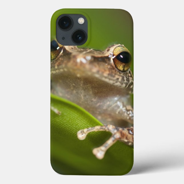 Funda De Case-Mate Para iPhone Coqui común, coqui del Eleutherodactylus, EL (Reverso)