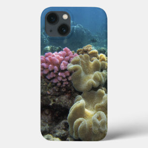 title_seo2 Coral, arrecife de Agincourt, Gran Barrera de Cora