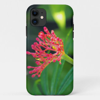 title_seo2 Coral Bush en flor