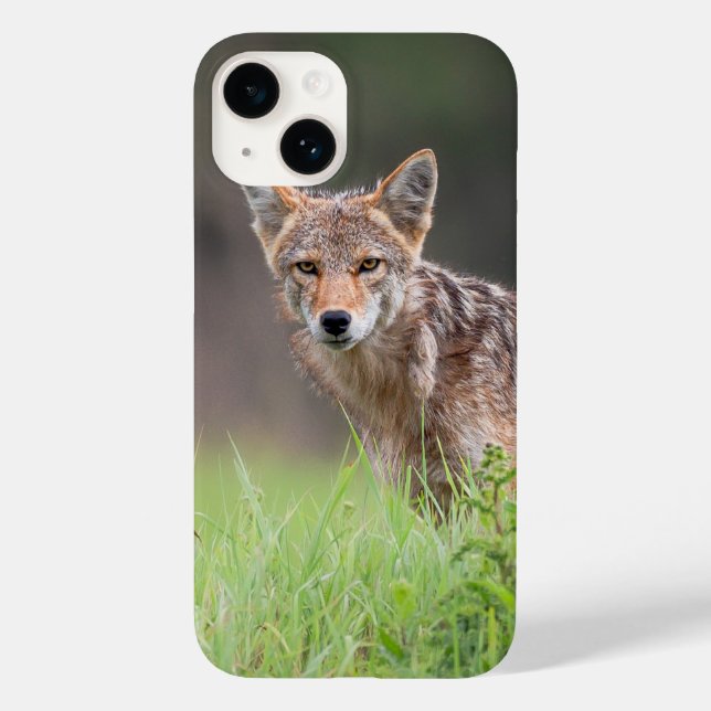 Funda De Case-Mate Para iPhone Coyote marrón, fotografía de vida silvestre canadi (Reverso )