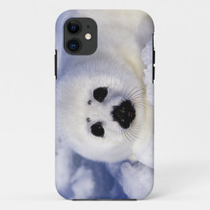 Funda Para iPhone 11 Cría de foca arpa hielo Golfo de San Lorenzo,