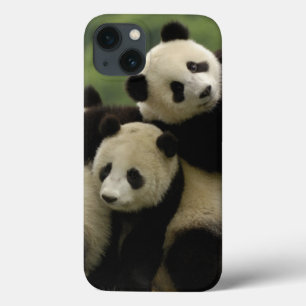 Funda Para iPhone 13 Crías de panda gigante Ailuropoda melanoleuca)