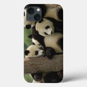 Funda Para iPhone 13 Crías de panda gigante (Ailuropoda melanoleuca)