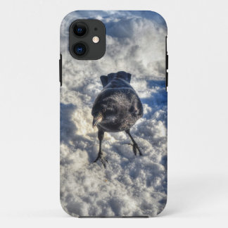 title_seo2 Cute Black Raven en la foto de la nieve