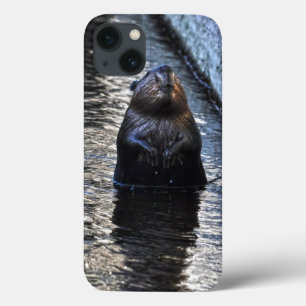 title_seo2 Cute Standing Wild Beaver 2 Wildlife Photo