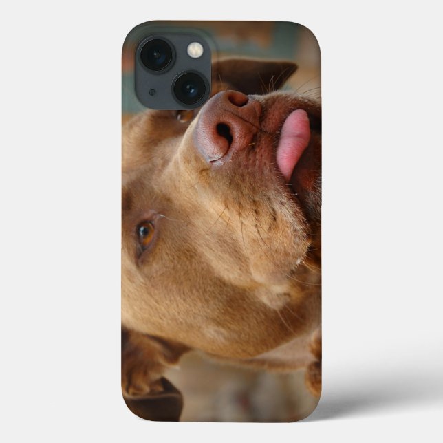 Funda De Case-Mate Para iPhone Cuto chocolate Lab Pit Mix Dog (Reverso)
