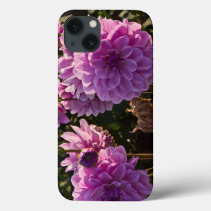 title_seo2 Dahlias, granja de dahlia, Canby, Oregón, EE.UU. 5