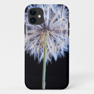 title_seo2 Dandelion (Taraxacum officinale) Jefe de Semillas
