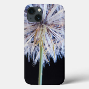 title_seo2 Dandelion (Taraxacum Officinale) Seed Head