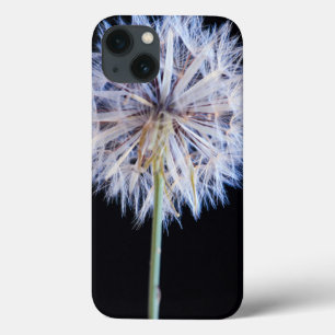 title_seo2 Dandelion (Taraxacum Officinale) Seed Head