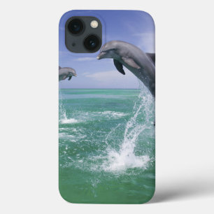 title_seo2 Delfines mulares Tursiops truncatus