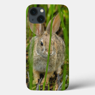 title_seo2 Desert Cottontail Rabbit