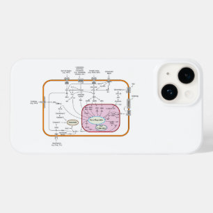 Funda Para iPhone 14 De Case-Mate Diagrama de las rutas de transducción de la señal