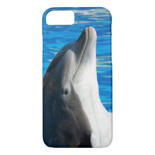 title_seo2 Dolphin Bottlenose