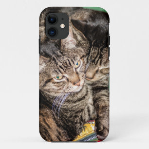 title_seo2 Dos gatos sonando