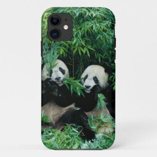 title_seo2 Dos pandas comiendo bambú juntos, Wolong