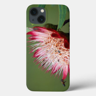 Funda Para iPhone 13 Drakensberg Sugarbush (Protea Dracomontana)