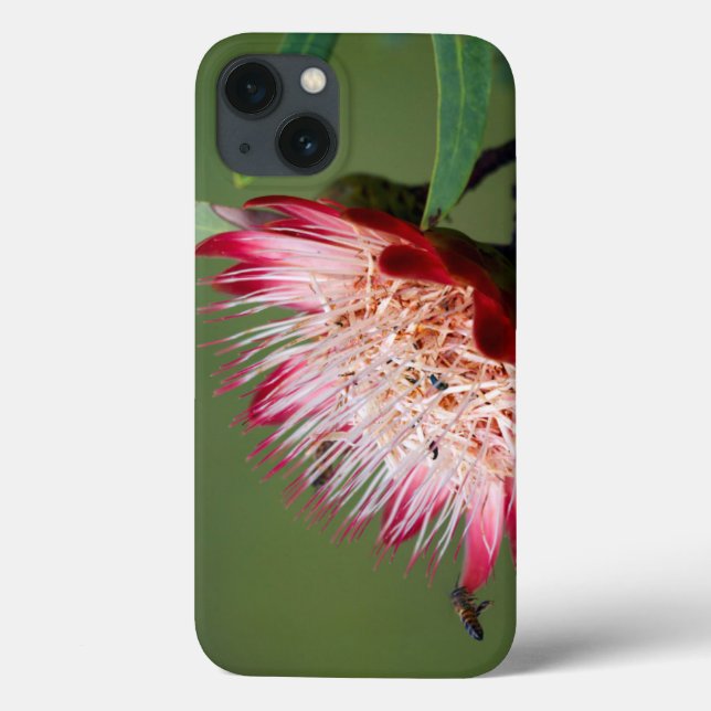 Funda De Case-Mate Para iPhone Drakensberg Sugarbush (Protea Dracomontana) (Reverso)