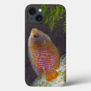 Funda Para iPhone 13 Dwarf Gourami Fish