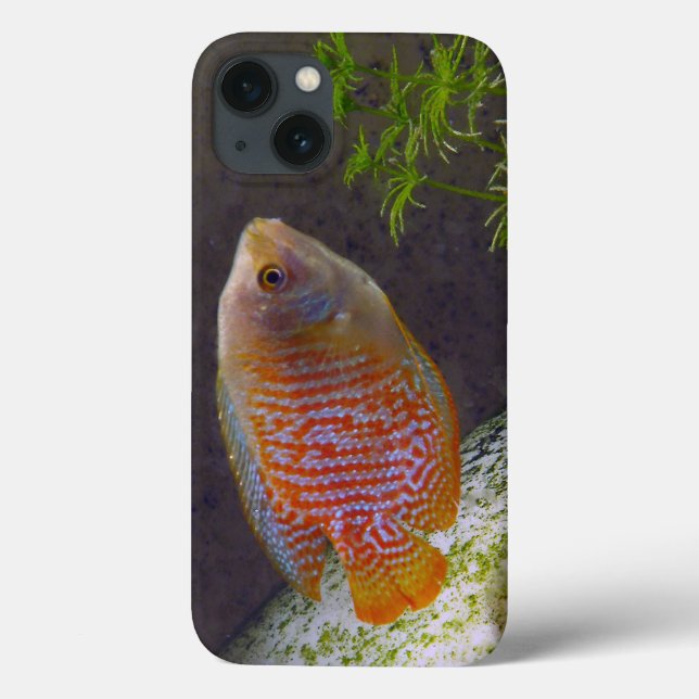 Funda De Case-Mate Para iPhone Dwarf Gourami Fish (Reverso)