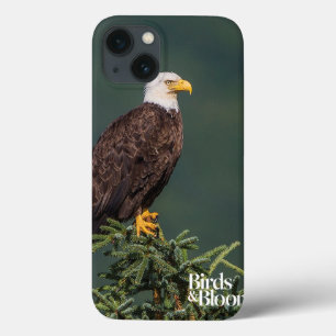 title_seo2 Eagle calvo real