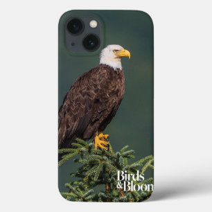 title_seo2 Eagle calvo real