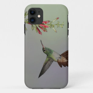 title_seo2 Ecuador, Tandayapa Bird Lodge. De cola rubia