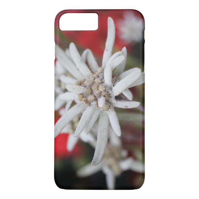 Funda De Case-Mate Para iPhone Edelweiss Leontopodium nivale (Reverso)