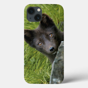 Funda Para iPhone 13 EE.UU., Alaska, Islas Pribilof, St Paul. Azul