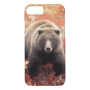 title_seo2 EE.UU., Alaska, NNP Denali, Oso Grizzly femenino