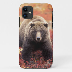 Funda Para iPhone 11 EE. UU., Alaska, Parque Nacional Denali, osa grizz